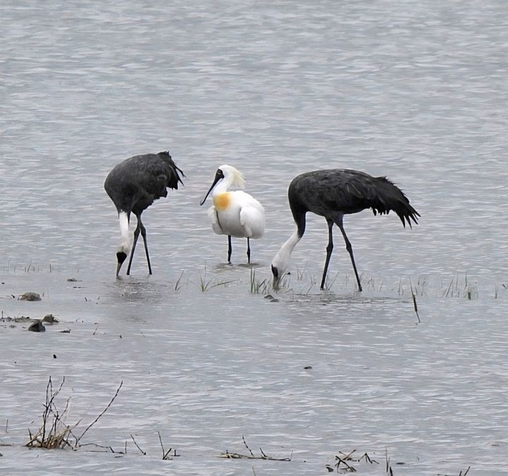 [순천=뉴시스] 순천만 복원습지에서 겨울철새인 흑두루미와 여름철새인 저어새가 먹이활동 하고 있다. (사진=순천시 제공) 2026.04.22. photo@newsis.com *재판매 및 DB 금지