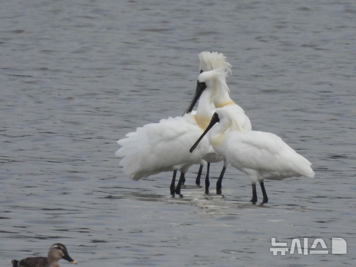 [고성(경남)=뉴시스] 신정철 기자= 경남 고성군은 회화면 마동호습지에서 전 세계 개체 수가 2400여 마리에 불과한 멸종위기 야생생물 Ⅰ급 저어새 7개체가 관찰됐다고 22일 밝혔다.사진은 지난 18일 관찰된 멸종위기 야생생물 Ⅰ급 저어새 모습.(사진=고성군 제공).2026.04.22. photo@newsis.com *재판매 및 DB 금지