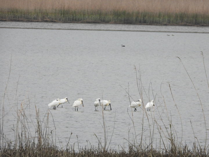 [고성(경남)=뉴시스] 신정철 기자= 경남 고성군은 회화면 마동호습지에서 전 세계 개체 수가 2400여 마리에 불과한 멸종위기 야생생물 Ⅰ급 저어새 7개체가 관찰됐다고 22일 밝혔다. 사진은 지난 18일 관찰된 멸종위기 야생생물 Ⅰ급 저어새 모습.(사진=고성군 제공).2026.04.22. photo@newsis.com *재판매 및 DB 금지
