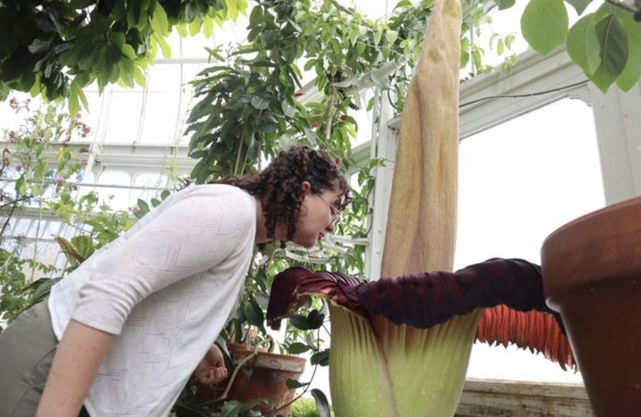 [서울=뉴시스] 최근 미국 마운트 홀리요크 대학 탈콧 온실에서 개화한 시체꽃의 모습. (사진출처: AP) 2026.04.22. 