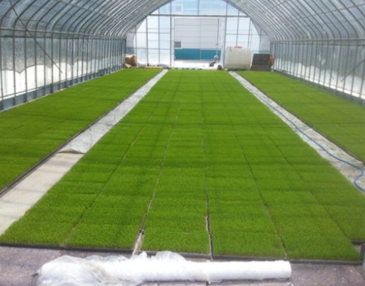 [춘천=뉴시스] 22일 강원특별자치도농업기술원(원장 김동훈)은 최근 이상저온의 영향으로 벼 못자리 생육 부진과 병해 발생 우려가 커지고 있다며 22일 철저한 관리를 당부했다. 강원특별자치도 제공 *재판매 및 DB 금지