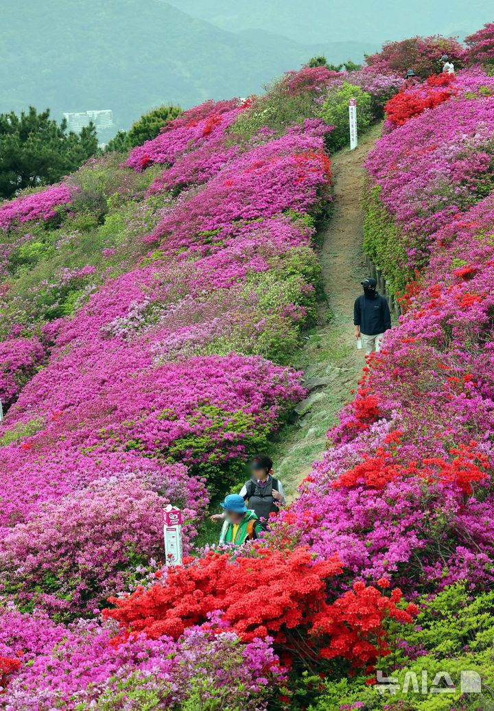  [부산=뉴시스] 하경민 기자 = 22일 부산 부산진구 백양산 애진봉 부근에 조성된 철쭉 동산을 찾은 시민들이 기념사진을 찍고 있다. 부산진구는 1990년 12월24일 발생한 대형 산불로 민둥산이 된 백양산 정상 부근에 2007년부터 매년 산철쭉을 심었고, 현재 약 23만 본의 철쭉이 심어진 꽃동산이 조성됐다. 2026.04.22. yulnetphoto@newsis.com