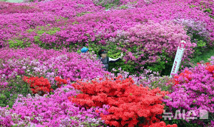  [부산=뉴시스] 하경민 기자 = 22일 부산 부산진구 백양산 애진봉 부근에 조성된 철쭉 동산을 찾은 시민들이 기념사진을 찍고 있다. 부산진구는 1990년 12월24일 발생한 대형 산불로 민둥산이 된 백양산 정상 부근에 2007년부터 매년 산철쭉을 심었고, 현재 약 23만 본의 철쭉이 심어진 꽃동산이 조성됐다. 2026.04.22. yulnetphoto@newsis.com