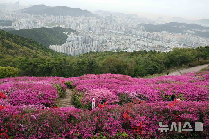  [부산=뉴시스] 하경민 기자 = 22일 부산 부산진구 백양산 애진봉 부근에 조성된 철쭉 동산을 찾은 시민들이 기념사진을 찍고 있다. 부산진구는 1990년 12월24일 발생한 대형 산불로 민둥산이 된 백양산 정상 부근에 2007년부터 매년 산철쭉을 심었고, 현재 약 23만 본의 철쭉이 심어진 꽃동산이 조성됐다. 2026.04.22. yulnetphoto@newsis.com