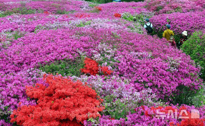  [부산=뉴시스] 하경민 기자 = 22일 부산 부산진구 백양산 애진봉 부근에 조성된 철쭉 동산을 찾은 시민들이 기념사진을 찍고 있다. 부산진구는 1990년 12월24일 발생한 대형 산불로 민둥산이 된 백양산 정상 부근에 2007년부터 매년 산철쭉을 심었고, 현재 약 23만 본의 철쭉이 심어진 꽃동산이 조성됐다. 2026.04.22. yulnetphoto@newsis.com