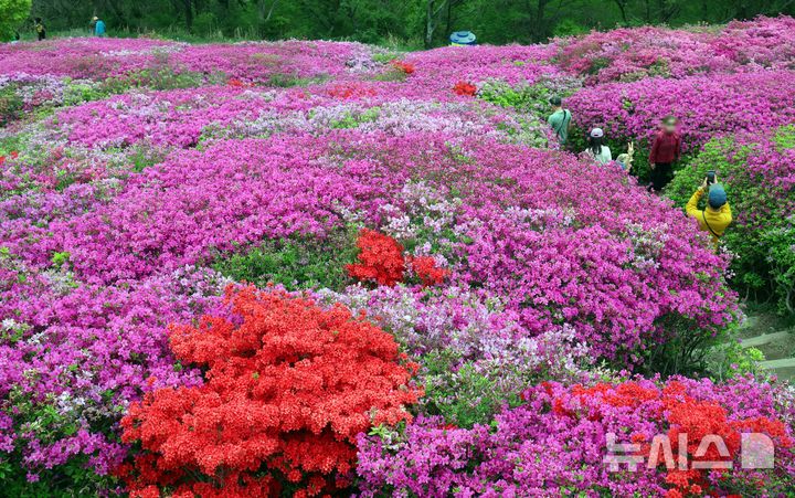  [부산=뉴시스] 하경민 기자 = 22일 부산 부산진구 백양산 애진봉 부근에 조성된 철쭉 동산을 찾은 시민들이 기념사진을 찍고 있다. 부산진구는 1990년 12월24일 발생한 대형 산불로 민둥산이 된 백양산 정상 부근에 2007년부터 매년 산철쭉을 심었고, 현재 약 23만 본의 철쭉이 심어진 꽃동산이 조성됐다. 2026.04.22. yulnetphoto@newsis.com