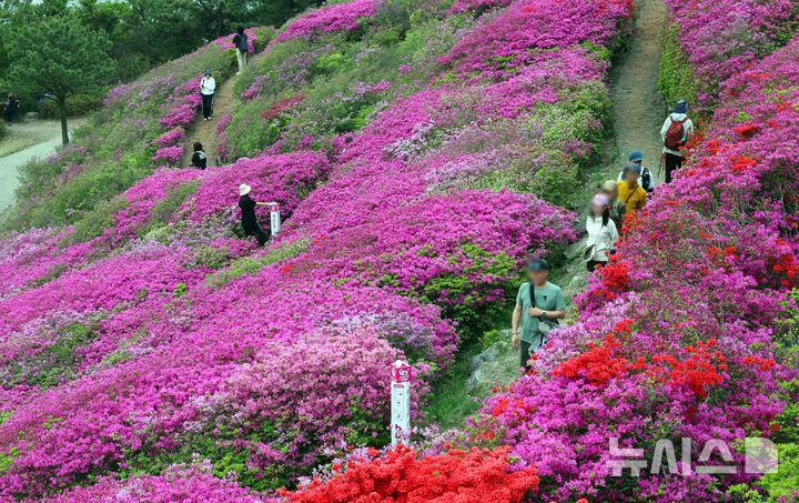  [부산=뉴시스] 하경민 기자 = 22일 부산 부산진구 백양산 애진봉 부근에 조성된 철쭉 동산을 찾은 시민들이 기념사진을 찍고 있다. 부산진구는 1990년 12월24일 발생한 대형 산불로 민둥산이 된 백양산 정상 부근에 2007년부터 매년 산철쭉을 심었고, 현재 약 23만 본의 철쭉이 심어진 꽃동산이 조성됐다. 2026.04.22. yulnetphoto@newsis.com