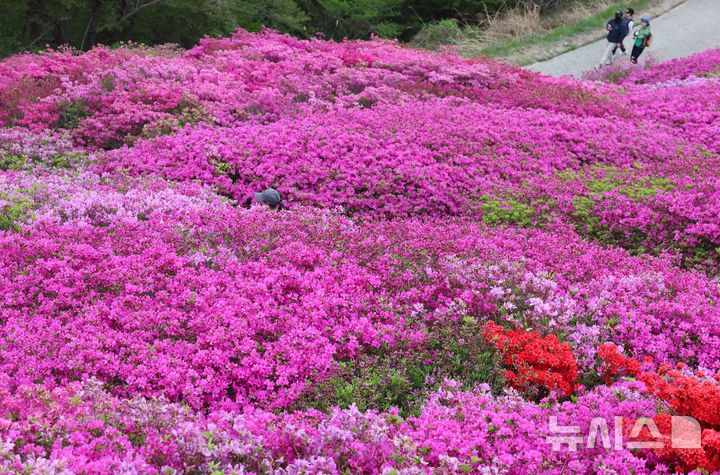 [부산=뉴시스] 하경민 기자 = 22일 부산 부산진구 백양산 애진봉 부근에 조성된 철쭉 동산을 찾은 시민들이 기념사진을 찍고 있다. 부산진구는 1990년 12월24일 발생한 대형 산불로 민둥산이 된 백양산 정상 부근에 2007년부터 매년 산철쭉을 심었고, 현재 약 23만 본의 철쭉이 심어진 꽃동산이 조성됐다. 2026.04.22. yulnetphoto@newsis.com