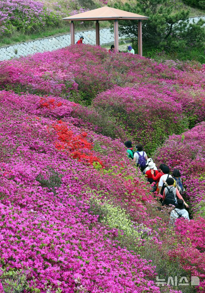  [부산=뉴시스] 하경민 기자 = 22일 부산 부산진구 백양산 애진봉 부근에 조성된 철쭉 동산을 찾은 시민들이 기념사진을 찍고 있다. 부산진구는 1990년 12월24일 발생한 대형 산불로 민둥산이 된 백양산 정상 부근에 2007년부터 매년 산철쭉을 심었고, 현재 약 23만 본의 철쭉이 심어진 꽃동산이 조성됐다. 2026.04.22. yulnetphoto@newsis.com