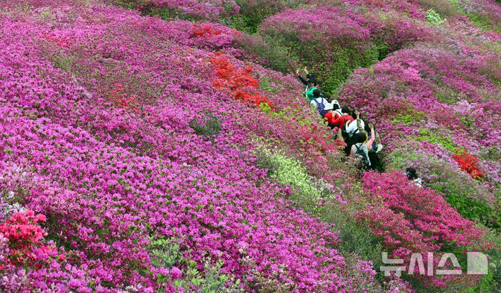  [부산=뉴시스] 하경민 기자 = 지난 22일 부산 부산진구 백양산 애진봉 부근에 조성된 철쭉 동산을 찾은 시민들이 기념사진을 찍고 있다. 2026.04.22. yulnetphoto@newsis.com