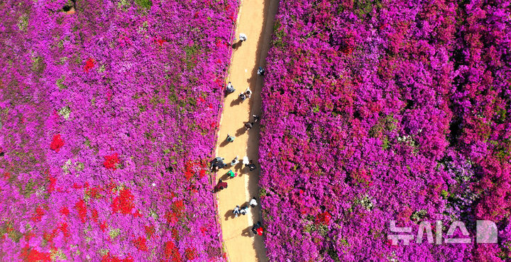 [군포=뉴시스] 김종택기자 = 22일 경기 군포시 산본동 철쭉동산을 찾은 시민들이 울긋불긋 활짝 핀 철쭉길을 걸으며 봄기운을 만끽하고 있다. 2026.04.22. jtk@newsis.com