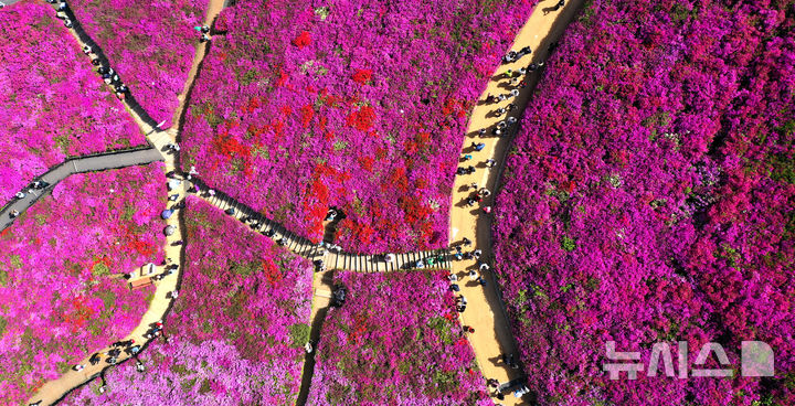 [군포=뉴시스] 김종택 기자 = 22일 경기 군포시 산본동 철쭉동산을 찾은 시민들이 울긋불긋 활짝 핀 철쭉길을 걸으며 봄기운을 만끽하고 있다. 2026.04.22. jtk@newsis.com