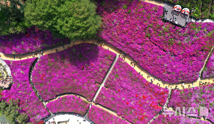 [군포=뉴시스] 김종택기자 = 22일 경기 군포시 산본동 철쭉동산을 찾은 시민들이 울긋불긋 활짝 핀 철쭉길을 걸으며 봄기운을 만끽하고 있다. 2026.04.22. jtk@newsis.com