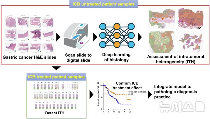 [서울=뉴시스] 김영훈 서울성모병원 병리과 교수 '디지털병리슬라이드에서 위암의 종양내 이질성 평가를 통한 면역치료제 반응성 예측' 연구 이미지. (사진= 서울성모병원 제공)