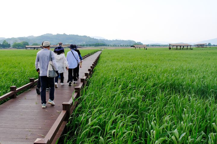 [순천=뉴시스] 관광객들이 순천만습지를 둘러보고 있다. (사진=순천만 제공) 2026.04.23. photo@newsis.com *재판매 및 DB 금지