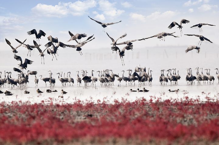 [순천=뉴시스] 순천만 흑두루미와 칠면초. (사진=순천만 제공) 2026.04.23. photo@newsis.com *재판매 및 DB 금지