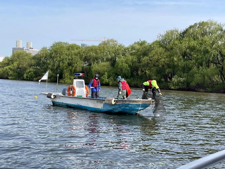 [서울=뉴시스]어종조사 현장 사진. (사진=서울시 제공) 2026.04.23. photo@newsis.com *재판매 및 DB 금지