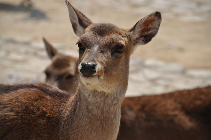 [서울=뉴시스] 경기 광명시에서 사슴이 탈출했다는 신고가 접수된 가운데, 네티즌들의 다양한 반응이 이어지고 있다. (사진=유토이미지) *재판매 및 DB 금지