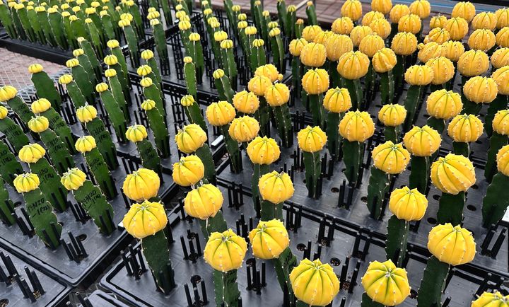 골드아이·샤이스타(사진=경기도농업기술원 제공) *재판매 및 DB 금지