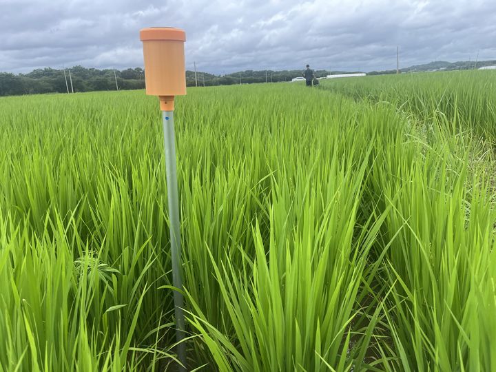 [세종=뉴시스] 논 물관리 이행 확인 계측기. (사진=농촌진흥청 제공) *재판매 및 DB 금지