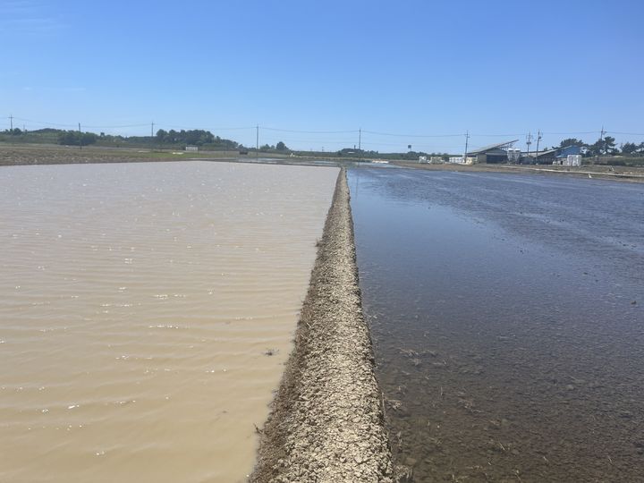 [세종=뉴시스] 무논 써레질과 마른논 써레질 수질 비교. (사진=농촌진흥청 제공) *재판매 및 DB 금지