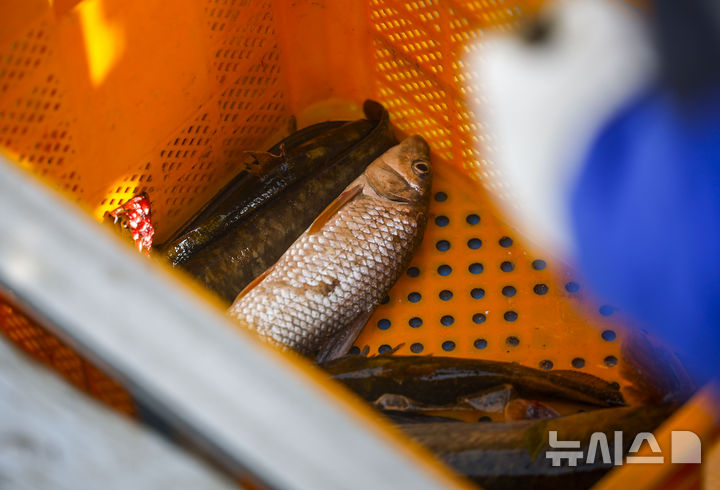 [서울=뉴시스] 정병혁 기자 = 23일 서울 영등포구 한강 밤섬 일대에서 미래한강본부 관계자들이 한강 어종조사를 하고 있다. 2026.04.23. jhope@newsis.com