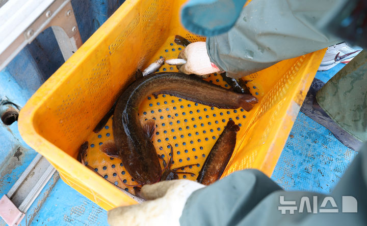 [서울=뉴시스] 정병혁 기자 = 23일 서울 영등포구 한강 밤섬 일대에서 진행된 한강 어종조사에서 미래한강본부 관계자가 잡힌 물고기를 들어보이고 있다. (공동취재) 2026.04.23. photo@newsis.com