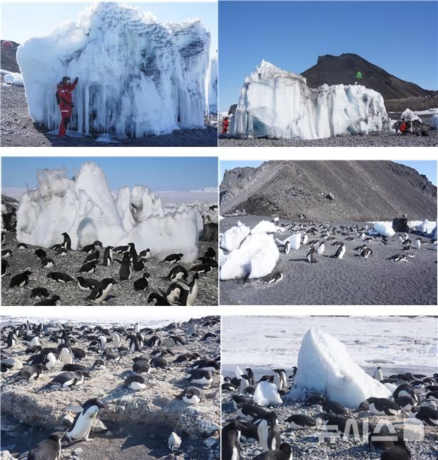 [서울=뉴시스] 2019년 12월 번식지 전경. 2019년 2월에 발생한 해일이 다양한 크기의 빙산들을 에드몬슨 포인트의 해안 깊숙한 곳까지 옮겨놓았고, 이 빙산들이 다음 번식기인 12월까지 해안과 펭귄 서식지에 녹지 않고 남음.