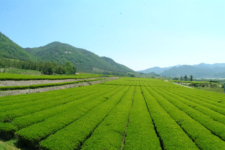 전남 해남 유기농 녹차다원 (사진=티젠 제공) *재판매 및 DB 금지