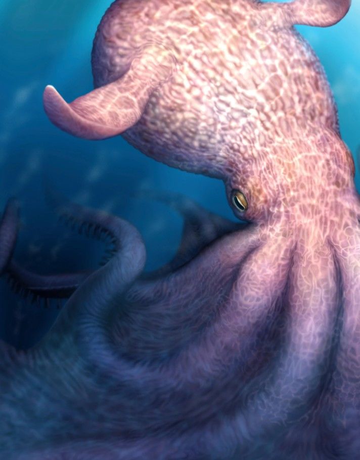 [서울=뉴시스] 홋카이도대학교 야스히로 이바 연구팀이 제공한 거대 문어 묘사 이미지.(사진출처: AP)2026.04.24.
