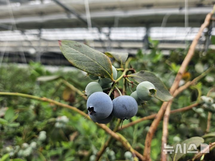 [김해=뉴시스]김해 블루베리 수확 시작. 뉴시스DB. photo@newsis.com