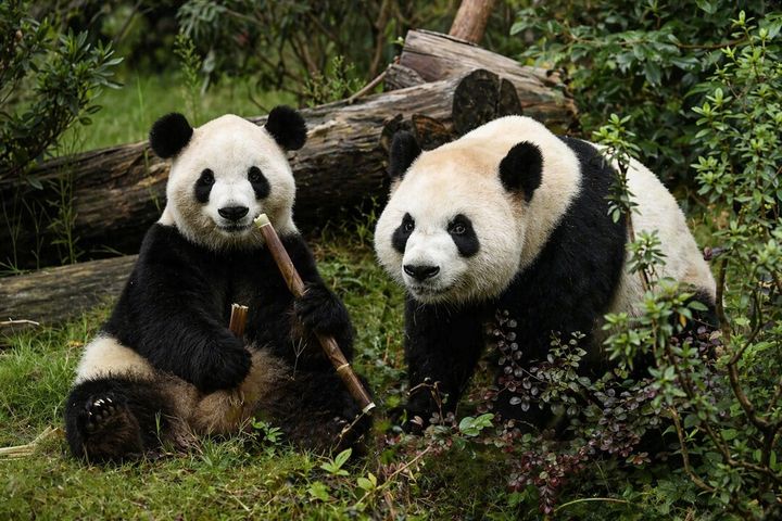 [서울=뉴시스] 24일 중국야생동물보호협회는 미국과의 판다 보호 협력을 확대하며 애틀랜타 동물원에 자이언트 판다 한쌍을 보내기로 했다고 밝혔다. 추가 대여하기로 한 수컷 판다 ‘핑핑(오른쪽)’과 암컷 판다 ‘푸솽’의 모습. <사진출처: 웨이보> 2026.04.24