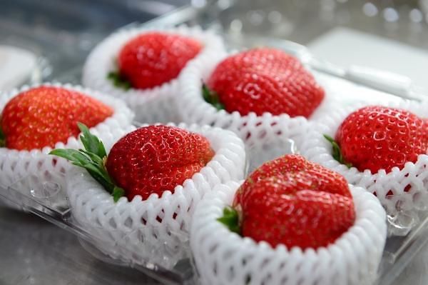 [홍성=뉴시스] 홍성딸기 아리향. (사진=뉴시스 DB). photo@newsis.com *재판매 및 DB 금지