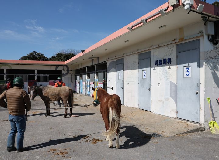 [제주=뉴시스] 제주경마장 경주마들이 금지약물을 확인하기 위해 뇨시료 채취 전 대기하고 있다. (사진=한국마사회 제주본부 제공) 2026.04.24. photo@newsis.com *재판매 및 DB 금지