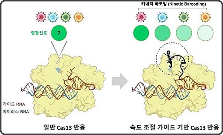 KAIST, 바이러스·변이 동시 식별...유전자 '가위속도' 활용 - 뉴스 썸네일 이미지