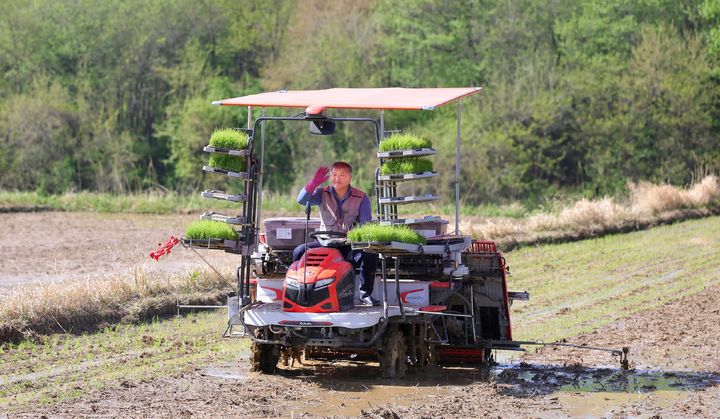 [함양=뉴시스] 함양군 지곡면 박철우씨 첫 모내기 (사진=함양군 제공) 2026. 04. 24. photo@newsis.com *재판매 및 DB 금지