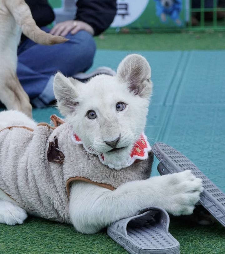 [대전=뉴시스] 백사자 보문이.(사진=대전아쿠아리움 제공) 2026.04.24. photo@newsis.com *재판매 및 DB 금지