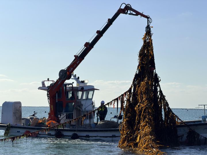 [부산=뉴시스] 해조류(미역) 규격 측정. (사진=한국수산자원공단 제공) 2026.04.24. photo@newsis.com *재판매 및 DB 금지