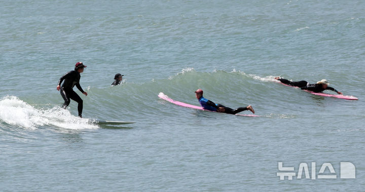  [부산=뉴시스] 하경민 기자 = 포근한 날씨를 보인 24일 부산 해운대구 송정해수욕장에서 서퍼들이 높은 파도를 즐기고 있다. 2026.04.24. yulnetphoto@newsis.com
