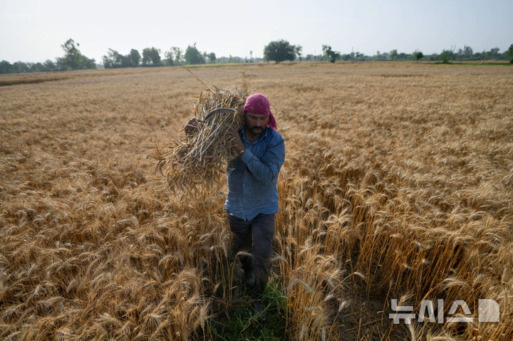 [AP/뉴시스] 인도 카슈미르 농부의 밀 수확