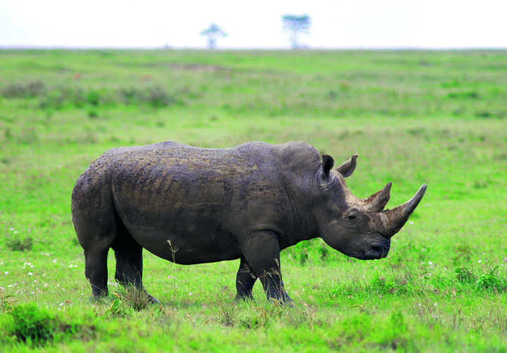 [서울=뉴시스] 지난 23일 오전 10시 30분께 남아프리카공화국의 밀렵 방지 활동가 쇼에만 판 야르스펠트(58)가 코뿔소의 공격을 받아 세상을 떠났다. 판 야르스펠트는 코뿔소를 보호하기 위해 활동하고 있었지만 비극적인 사고에 휘말리고 말았다. (사진=유토이미지)