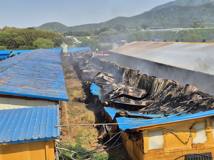 [보령=뉴시스] 지난 26일 오후 1시10분께 충남 보령 천북면 신죽리의 한 돼지농장에서 불이 나 1시간4분 만에 진화됐다. (사진=보령소방서 제공) 2026.04.27. photo@newsis.com *재판매 및 DB 금지