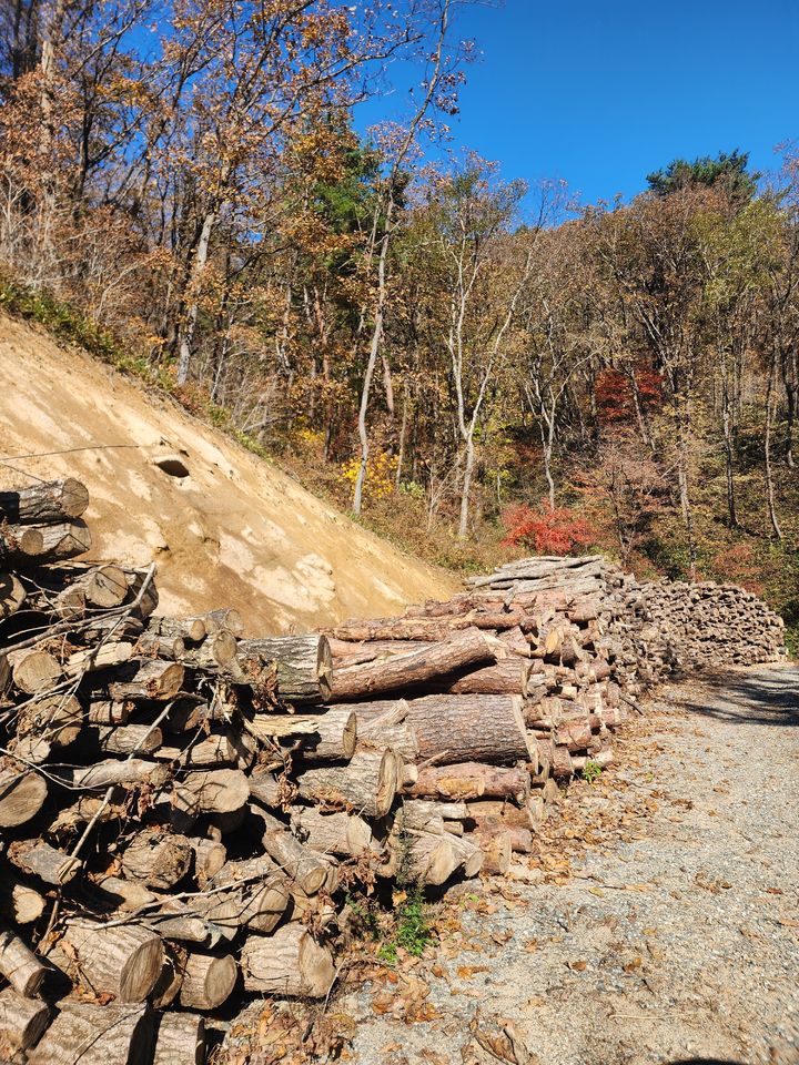 [횡성=뉴시스] 2025 생산된원목. (사진=횡성군 제공) 2026.04.27. photo@newsis.com *재판매 및 DB 금지