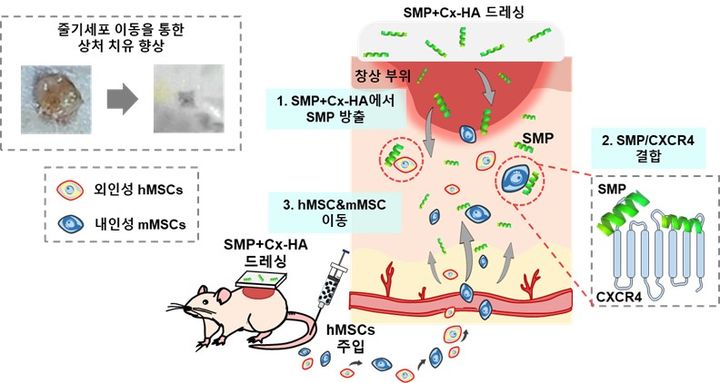 [수원=뉴시스] 줄기세포의 이동, 정착, 재생까지 제어하는 차세대 액티브 저비용 드레싱의 모식도. (사진=아주대 제공) 2026.04.27. photo@newsis.com *재판매 및 DB 금지