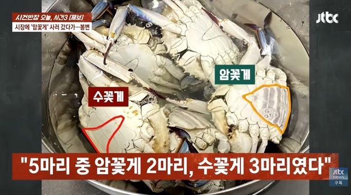 [서울=뉴시스] 피해 소비자가 암꽃게를 구매하려 했으나 실제로는 암꽃게와 수꽃게가 섞여 있었다. (자료사진=JTBC News 사건반장 캡처)