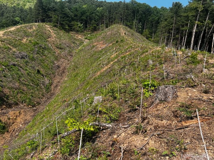 경제수 조림 사업지. (사진=가평군 제공) photo@newsis.com *재판매 및 DB 금지