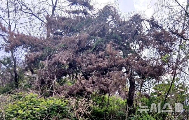 [괴산=뉴시스] 괴산군 사리면에서 발견된 소나무재선충병 감염 의심 나무 모습. (사진=괴산군 제공)