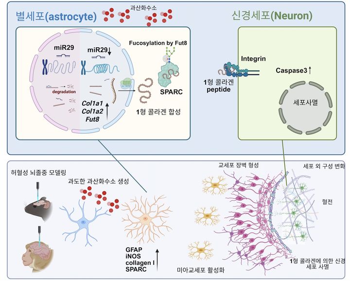허혈성 뇌졸중에서 별세포의 1형 콜라겐 생성 및 신경세포 사멸 모식도. (사진=IBS 제공) *재판매 및 DB 금지