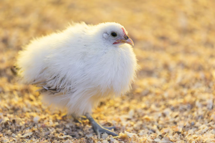 [서울=뉴시스] 관상용 닭으로 알려진 백봉오골계. (사진=유토이미지) 2026.04.27. *재판매 및 DB 금지