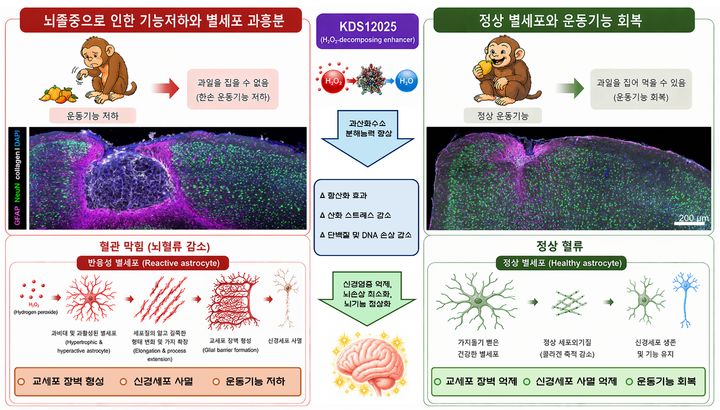 허혈성 뇌졸중에서 별세포의 1형 콜라겐 생성 및 신경세포 사멸 모식도. (사진=IBS 제공) *재판매 및 DB 금지